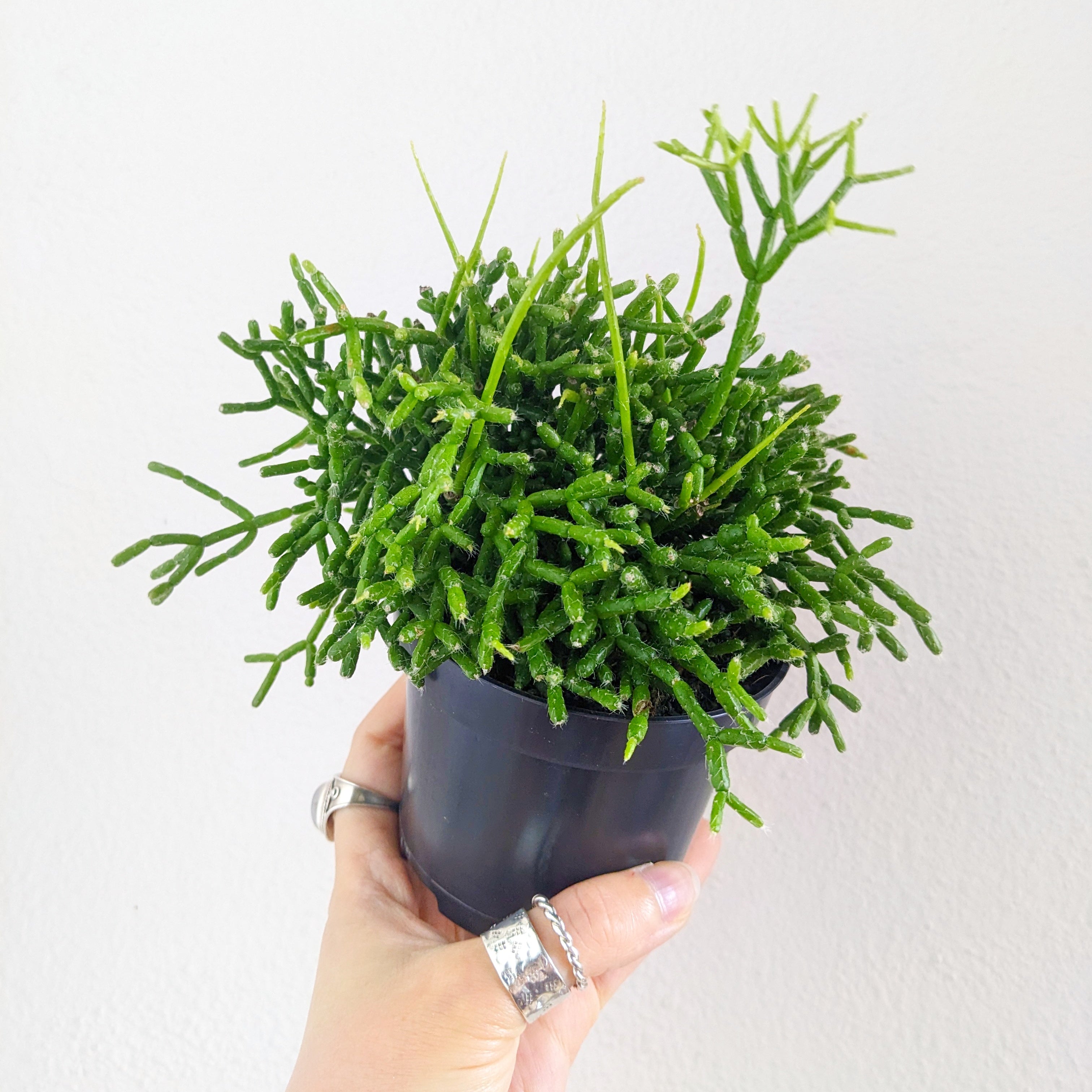 Rhipsalis cereuscula - 9.5cm